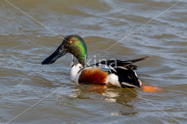 Northern Shoveler (Anas clypeata)