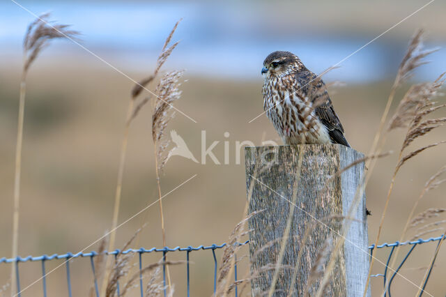 Merlin (Falco columbarius)