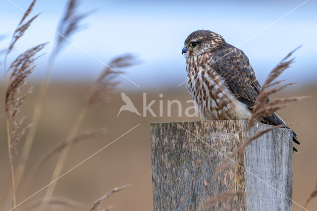 Smelleken (Falco columbarius)