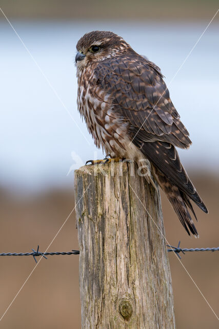 Smelleken (Falco columbarius)