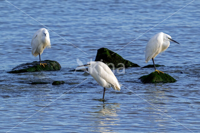 Little Egret (Egretta garzetta)