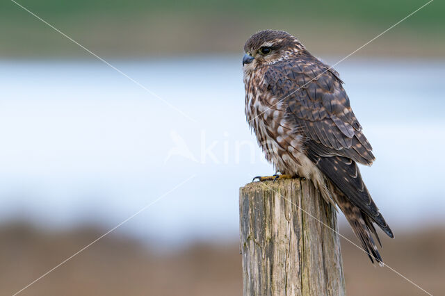 Smelleken (Falco columbarius)