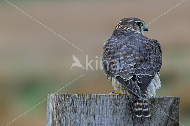 Smelleken (Falco columbarius)