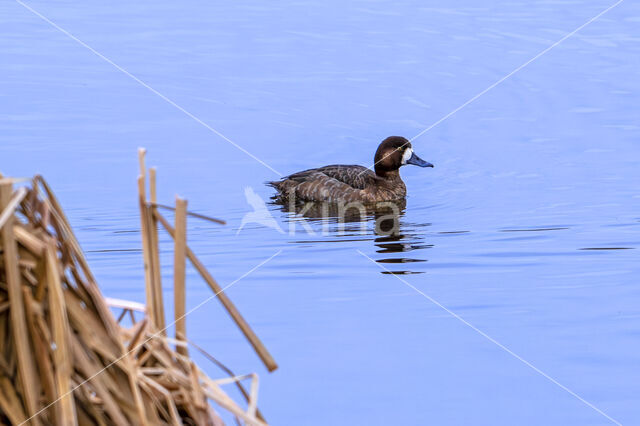 Greater Scaup (Aythya marila)