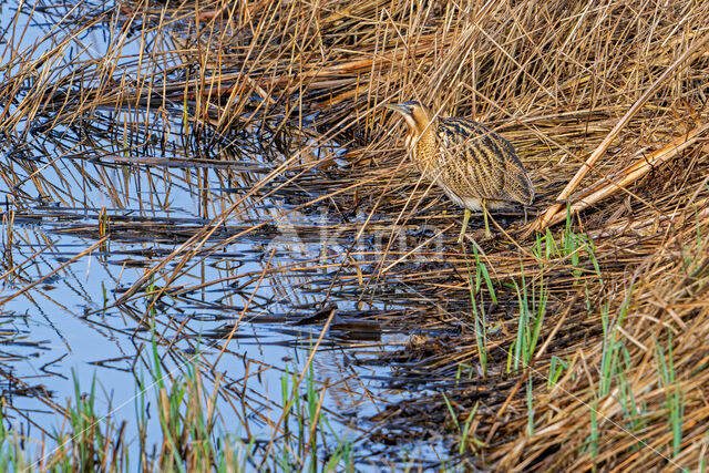 Bittern (Botaurus stellaris)