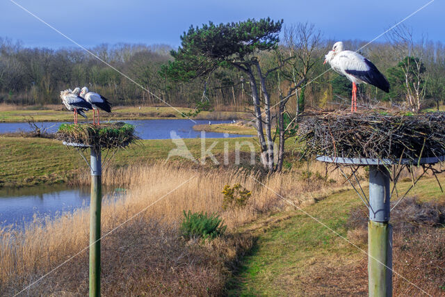 White Stork (Ciconia ciconia)