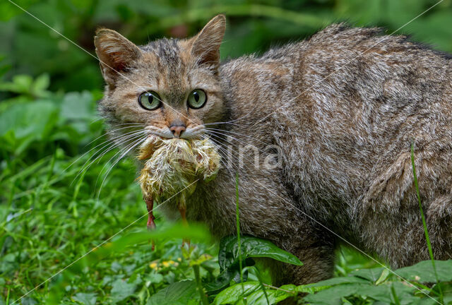 Wildcat (Felis silvestris)