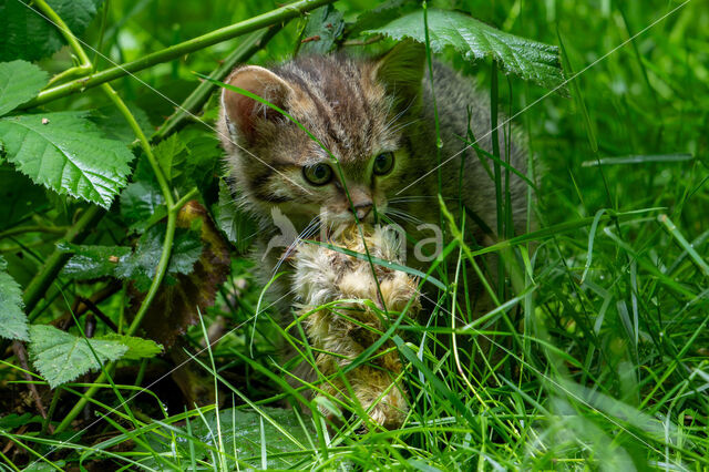 Wilde kat (Felis silvestris)