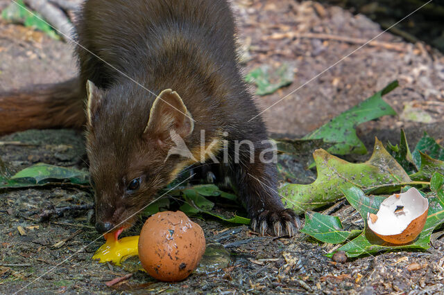 Pine Marten (Martes martes)