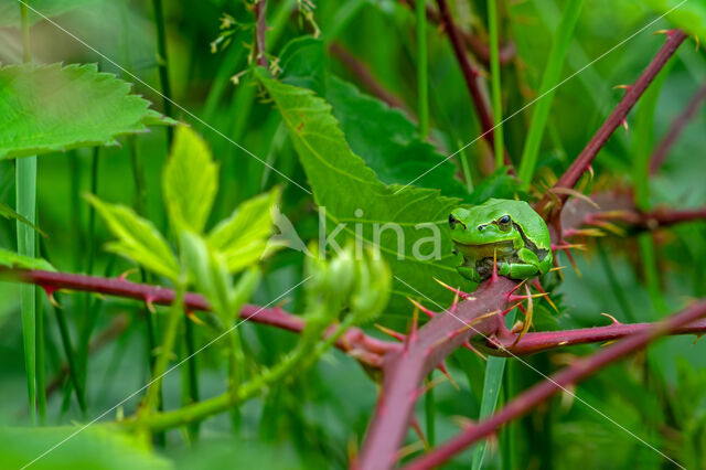 Europese boomkikker (Hyla arborea)