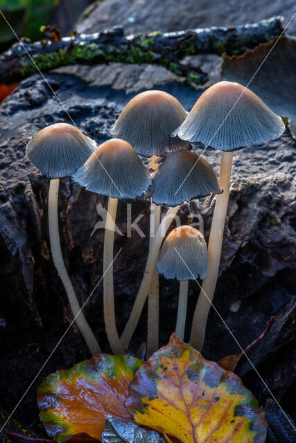 Gewone glimmerinktzwam (Coprinus micaceus)