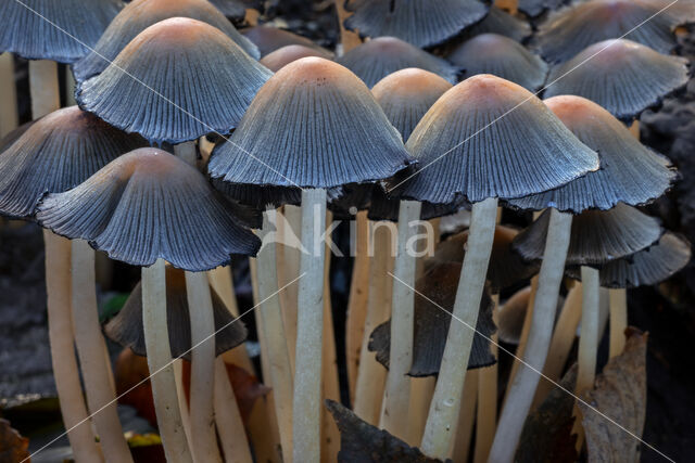 Gewone glimmerinktzwam (Coprinus micaceus)