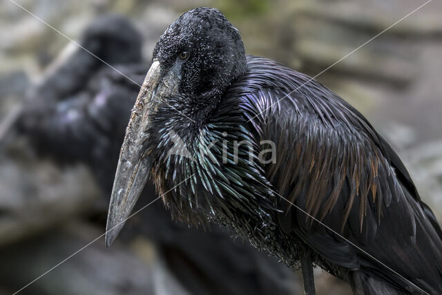 Afrikaanse gaper (Anastomus lamelligerus)