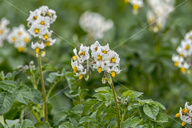 Potato (Solanum tuberosum)