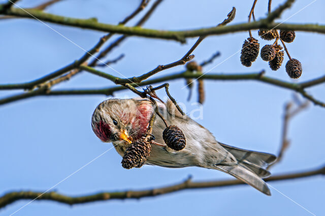 Barmsijs (Carduelis flammea)