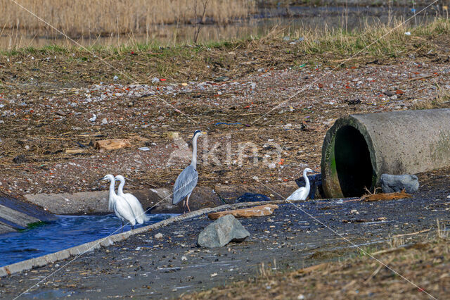 Blauwe Reiger (Ardea cinerea)