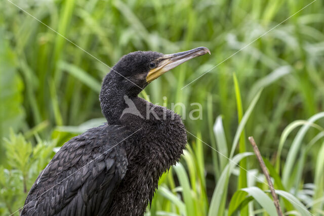 Aalscholver (Phalacrocorax carbo)