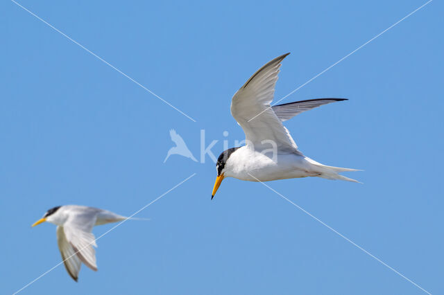 Little Tern (Sterna albifrons)