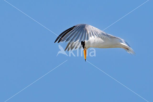 Little Tern (Sterna albifrons)