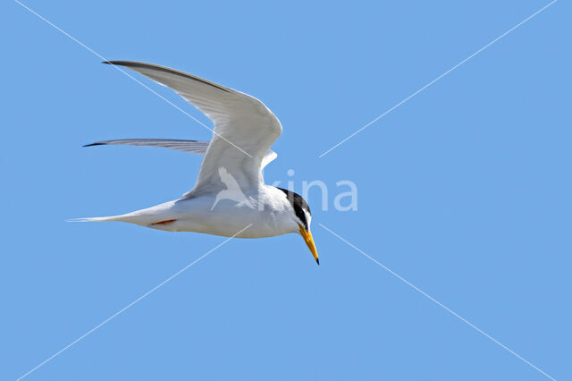 Little Tern (Sterna albifrons)