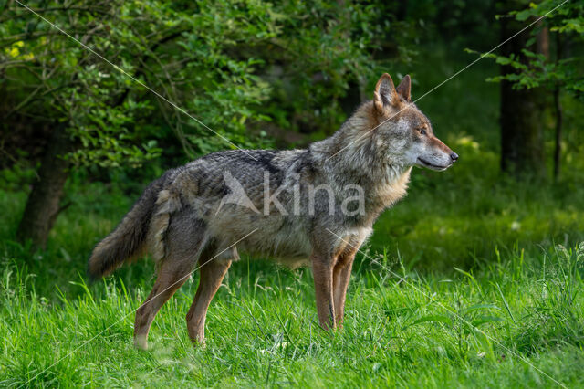 Eurasian wolf (Canis lupus lupus)