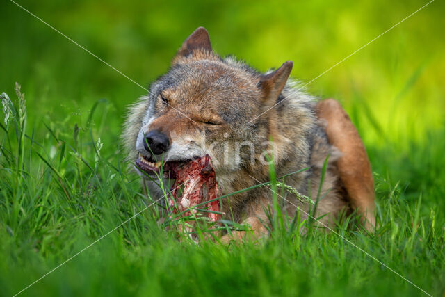 Eurasian wolf (Canis lupus lupus)