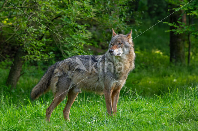 Eurasian wolf (Canis lupus lupus)