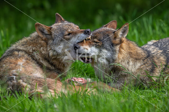 Eurasian wolf (Canis lupus lupus)