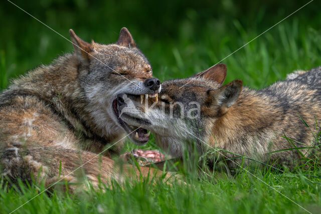 Eurasian wolf (Canis lupus lupus)