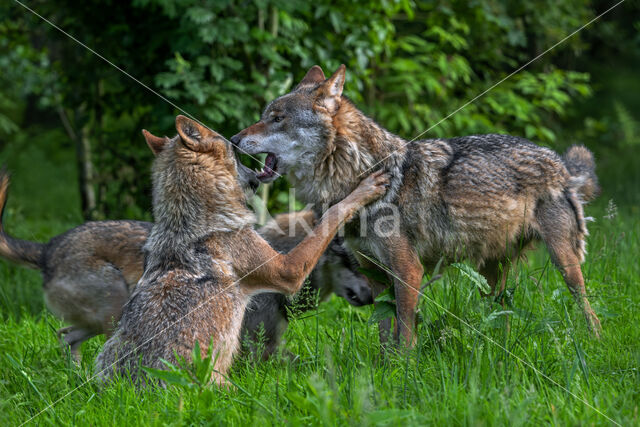 Europese wolf (Canis lupus lupus)