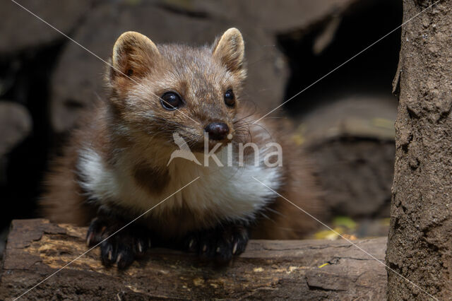 Bunzing (Mustela putorius)