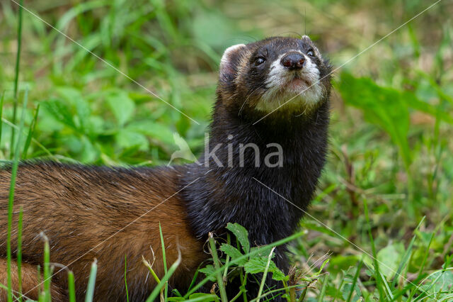 Bunzing (Mustela putorius)