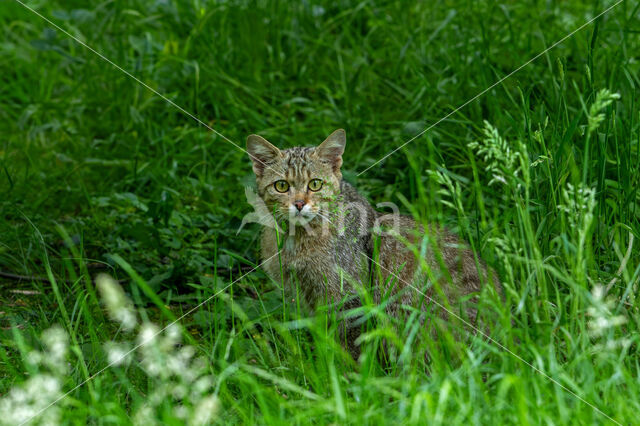 Wilde kat (Felis silvestris)