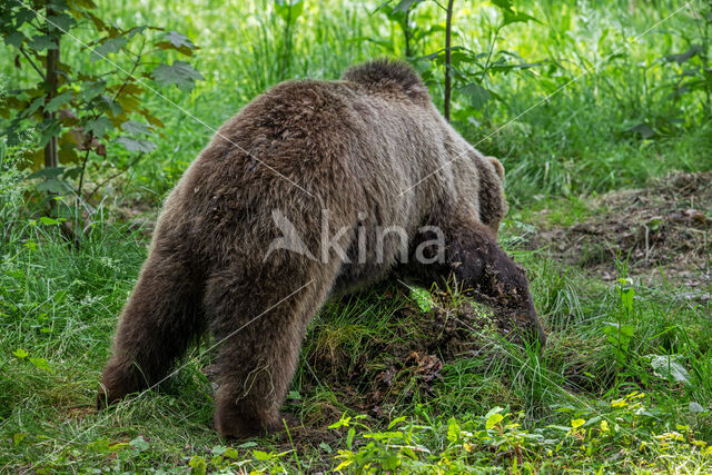 Brown Bear (Ursus arctos arctos)