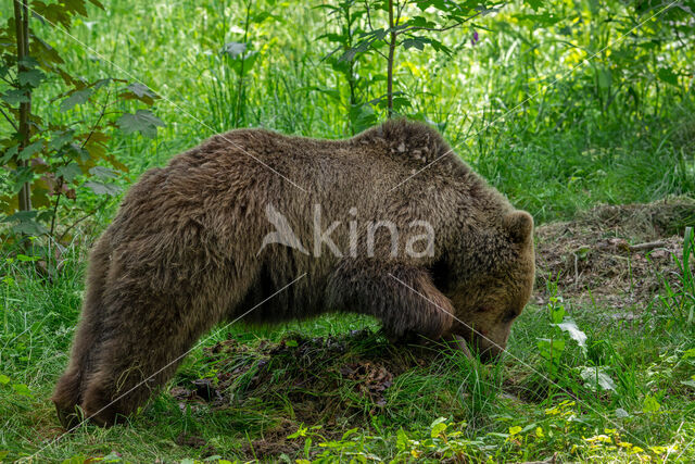 Brown Bear (Ursus arctos arctos)