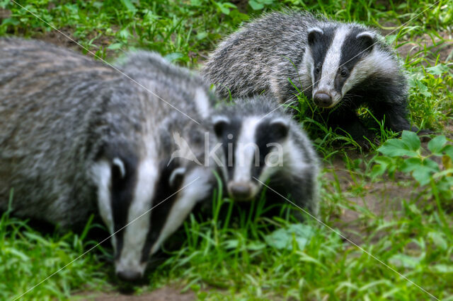 Badger (Meles meles)