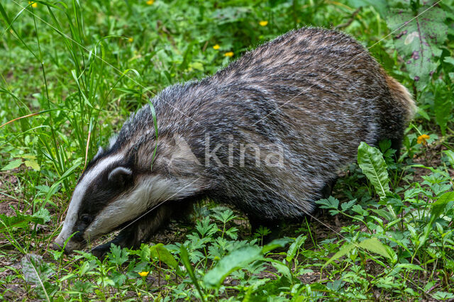 Badger (Meles meles)