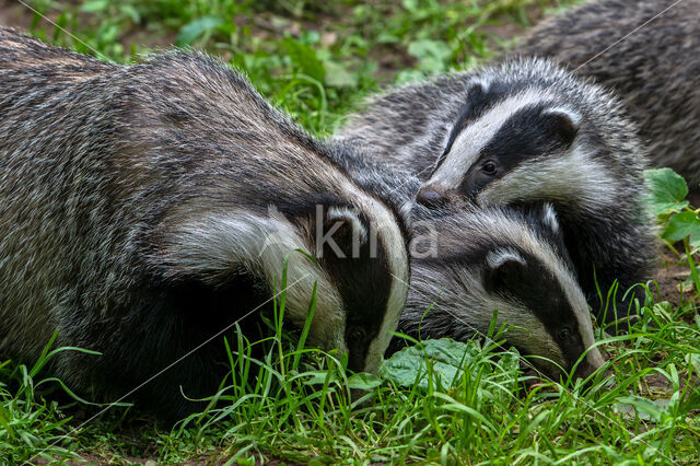 Badger (Meles meles)