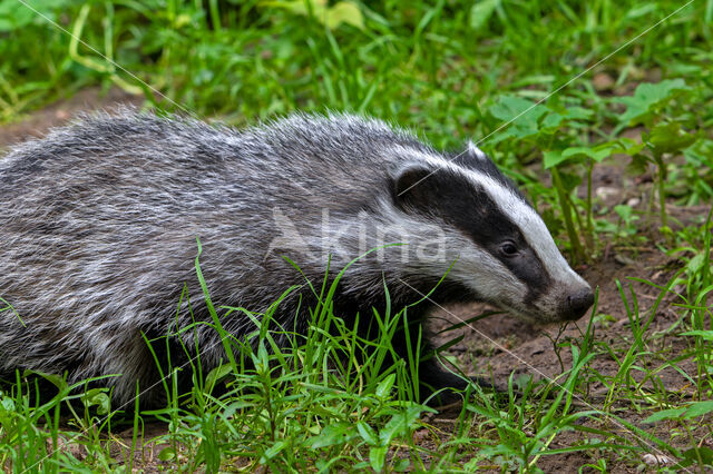 Badger (Meles meles)