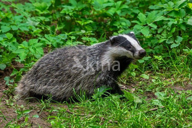 Badger (Meles meles)