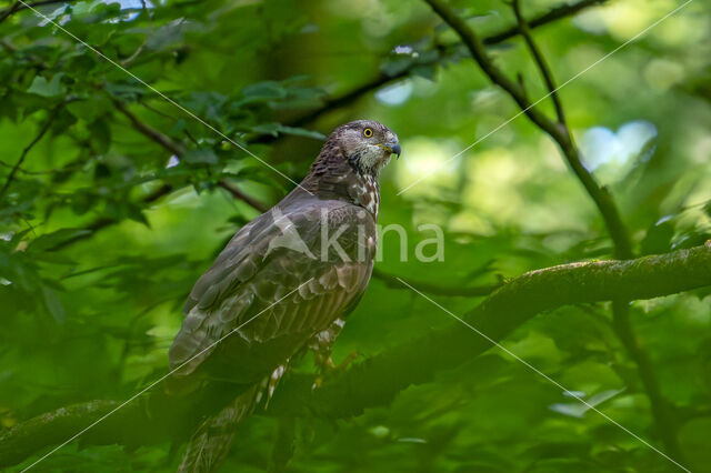 Wespendief (Pernis apivorus)