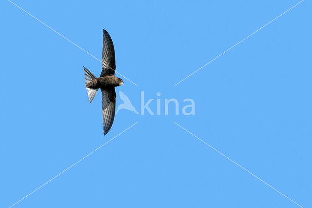 Swift (Apus apus)