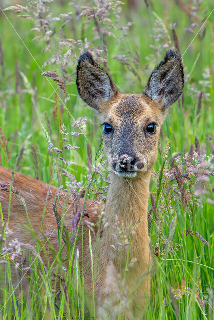 Roe Deer (Capreolus capreolus)