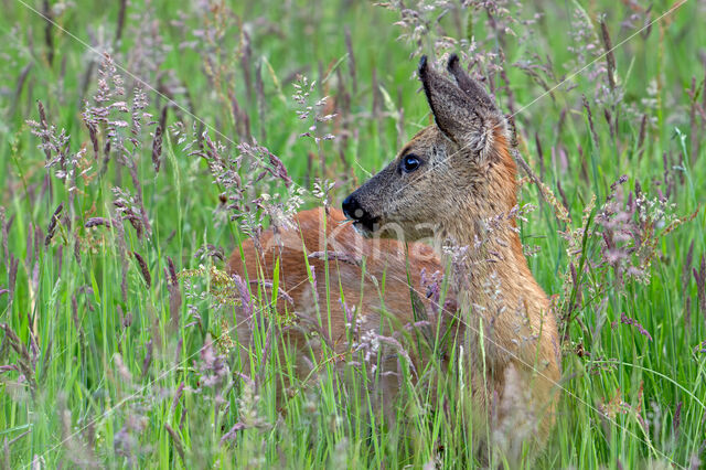 Roe Deer (Capreolus capreolus)