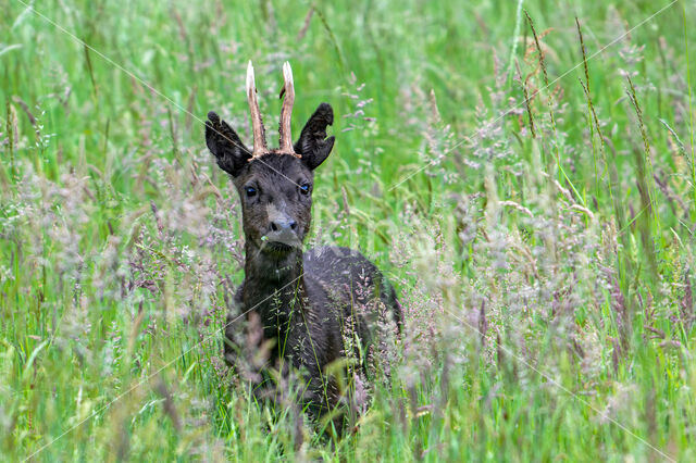 Roe Deer (Capreolus capreolus)