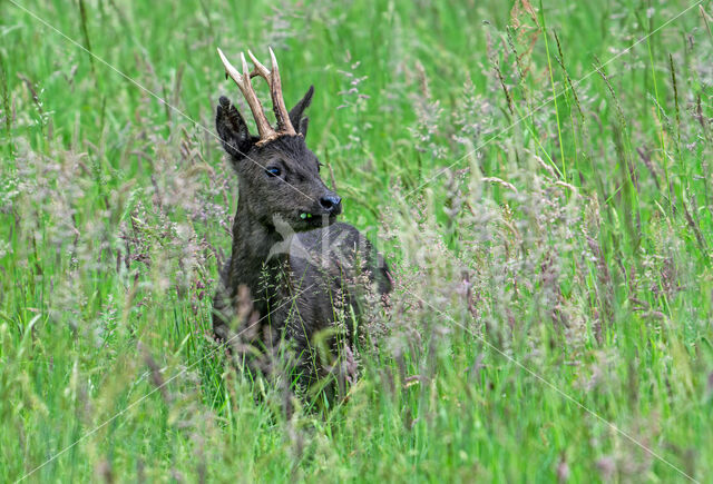 Roe Deer (Capreolus capreolus)