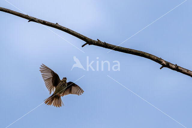 Boompieper (Anthus trivialis)