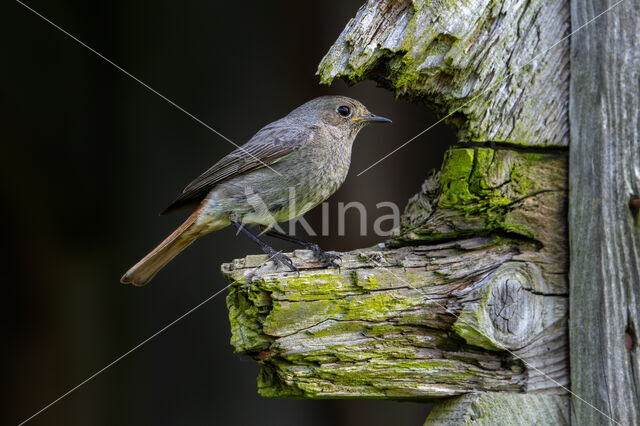 Black Redstart (Phoenicurus ochruros)