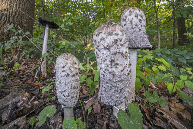 Geschubde inktzwam (Coprinus comatus)