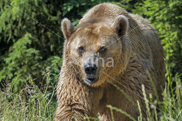 Brown Bear (Ursus arctos arctos)